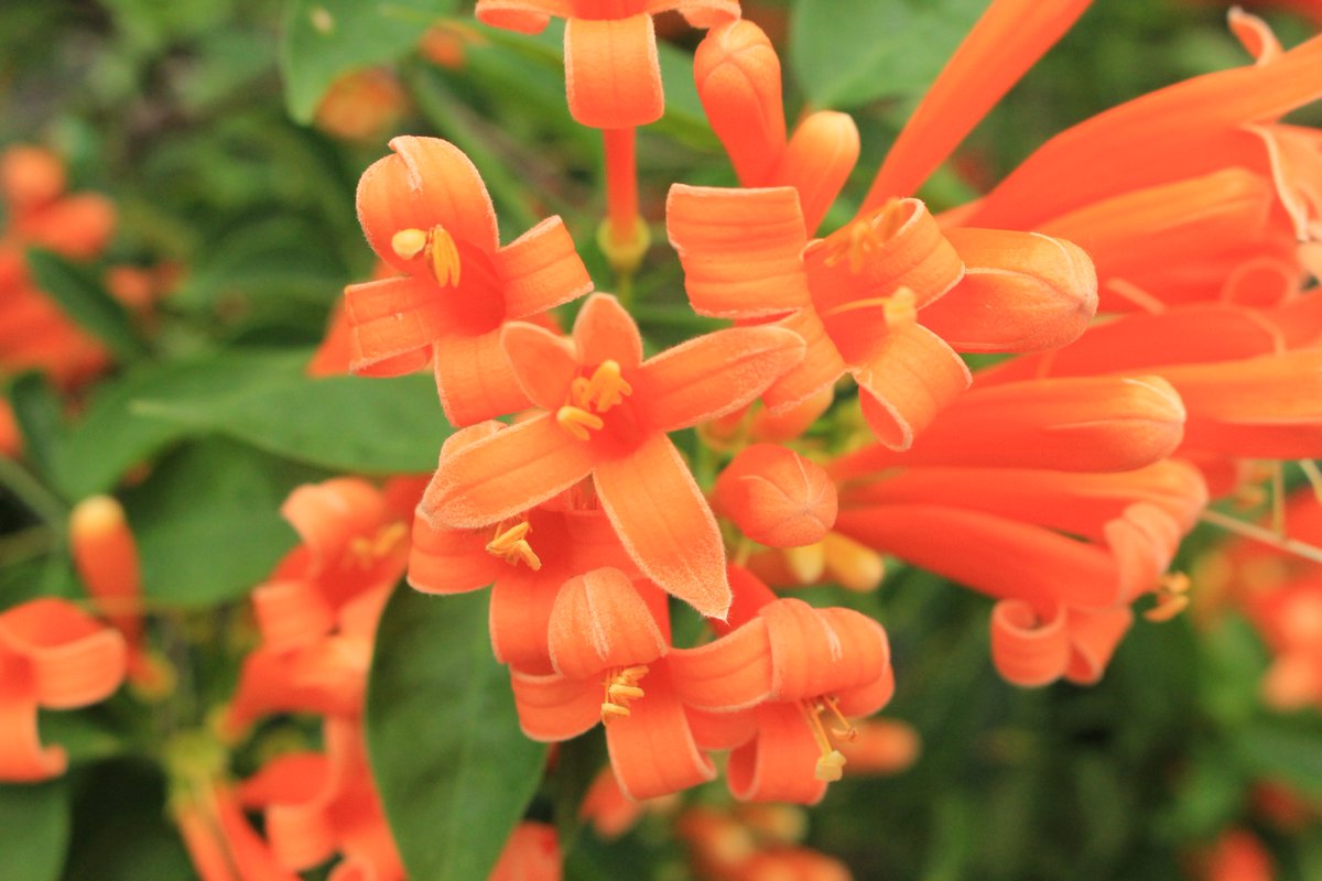 咲くやこの花館 鮮やかなオレンジ色の花が目を惹くこの植物は カエンカズラ 火焔葛 です 花の群れ咲く姿が炎のように見えることから名前が付いたそう また ハワイでは家の前に植えると 恋人と仲たがいするという迷信があるそうです O 家の前