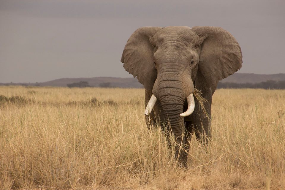 4AnimalLife's tweet photo. .@POTUS @WhiteHouse @USFWS @EleRhinoMarch @AWF_Official @markdeeble1 @march4elephants @elephantsdc @ClintonGlobal @xijinpingchn @NatGeo @TheJusticeDept illegal wildlife trafficking & protect #elephants & #rhinos.
#LifeNotExtinction #ExtinctionIsForever #BanIvory #ThankYou https://t.co/dGXPAqORDx