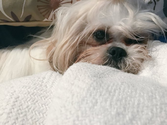 Daily Noods #AdoptDontShop https://t.co/G6SJnNDsgn<a href="/tag/adoptdontshop"class="tags">#AdoptDontShop</a>