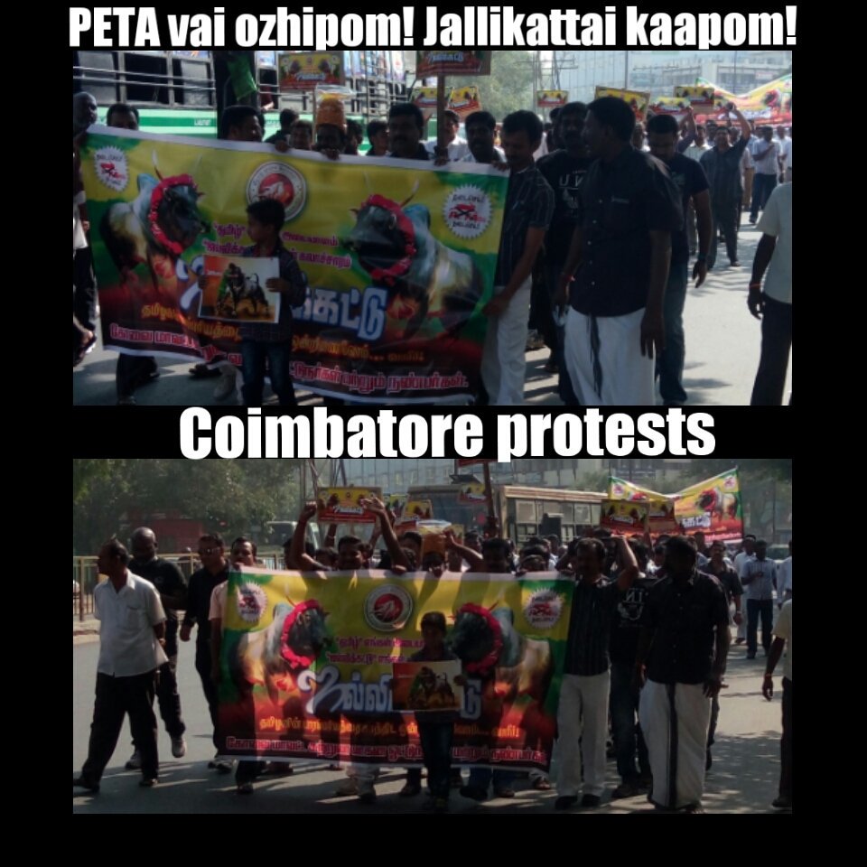 aravkrish's tweet image. Coimbatore protests!! #jallikattu #BanPeta