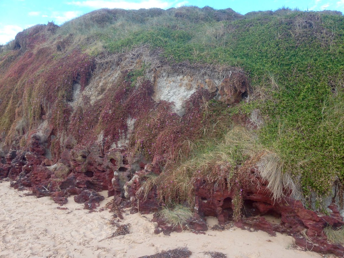 PIWalkabout's tweet image. Surf Beach