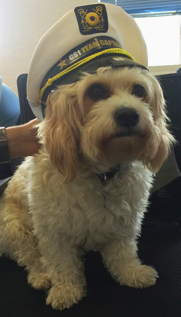 VirtualIT's tweet photo. Some #FunOnFriday - our new customer service 1st Line Leader. Introducing 'Herbie' https://t.co/hD5TbXVNSC