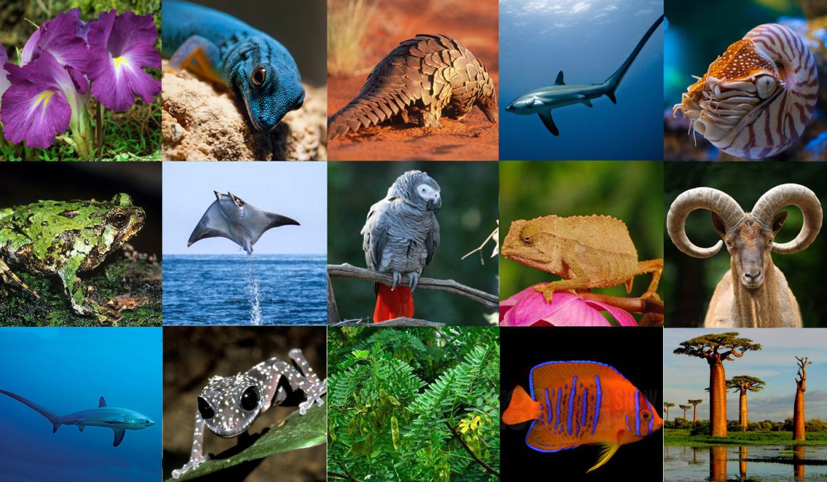 UNGeneva's tweet image. Game-changing decisions &amp;amp; new species listings adopted now in effect as 2017 is underway. @CITES explains: goo.gl/eFhNvN