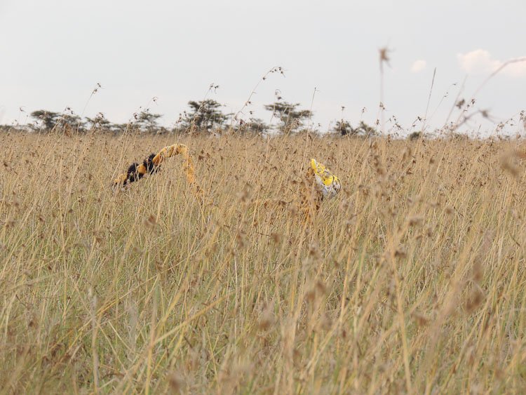 BlairRCostelloe's tweet photo. @DaniRabaiotti #Robocheetah lying in wait, biding his time until his triumphant return https://t.co/5vjqHPRfxH