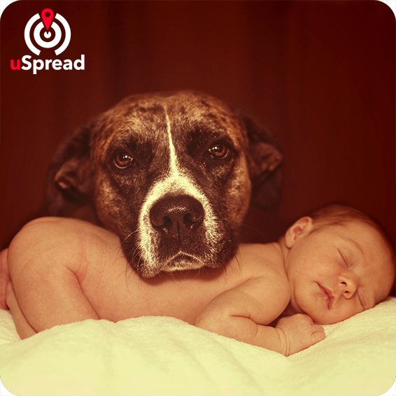 uSpread_'s tweet photo. Everyone knows San Francisco! But you know that there are actually more dogs than Babies? .. https://t.co/3hw43QNwol #sanfrancisco #dogs https://t.co/AfQkD1xxt1