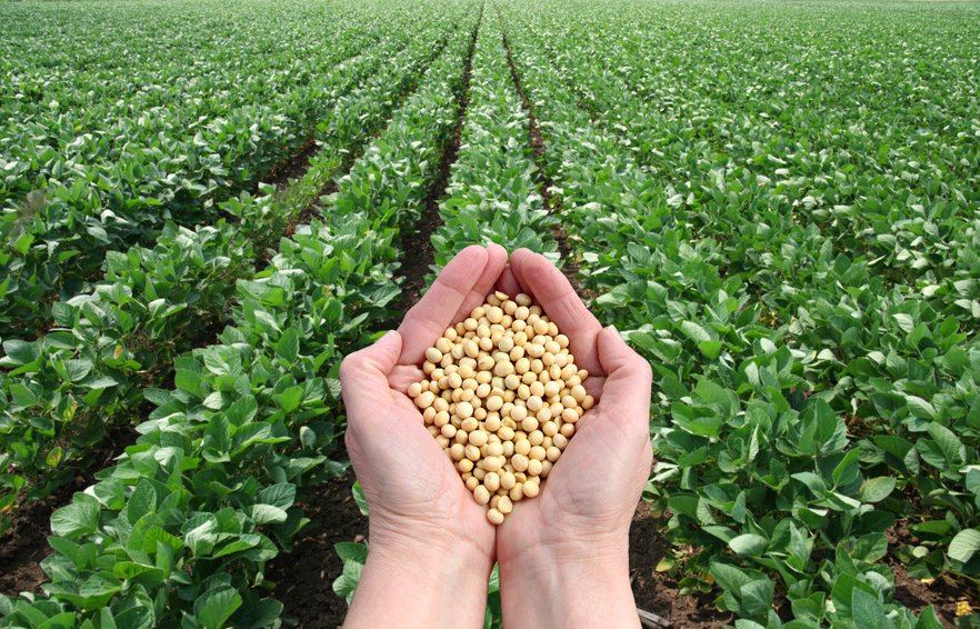CFAMTech's tweet image. Did you know that soybeans cannot be used in a raw state,EXTRUSION is one of the processes used to impact the nutritive value of the soybean
