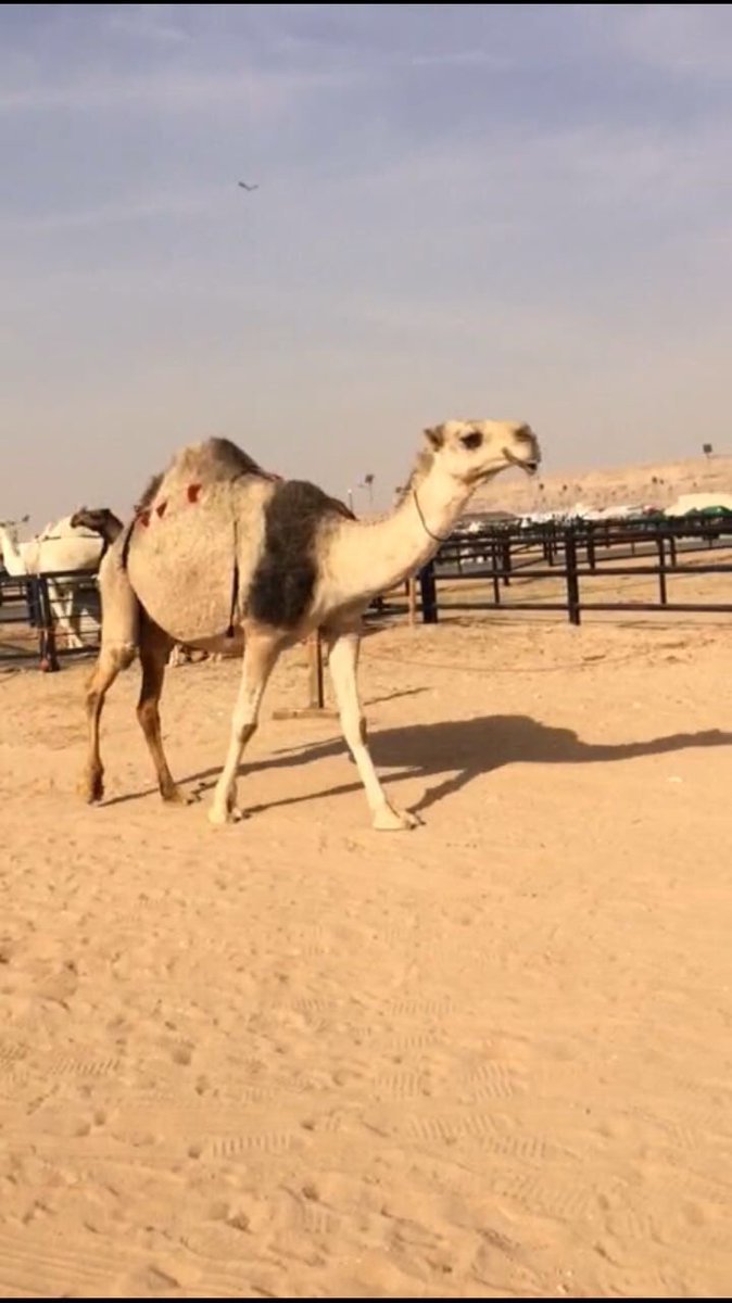 لقحه ام ثالث
لقحه ع تمامي
السوم28
الموقع الطوقي
0551830886