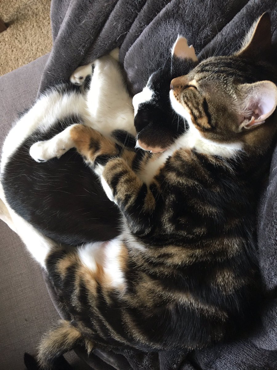 Probably_stoned's tweet photo. Whenever a man disappointed me in 2016, I got a cat. https://t.co/g5UmG2vMgA