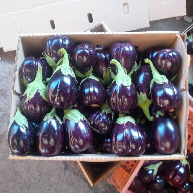 markgrown's tweet image. Weather is fovarable here.why stress yourself.order now!!!!