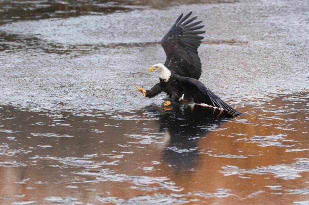 Express & Echo tweet media