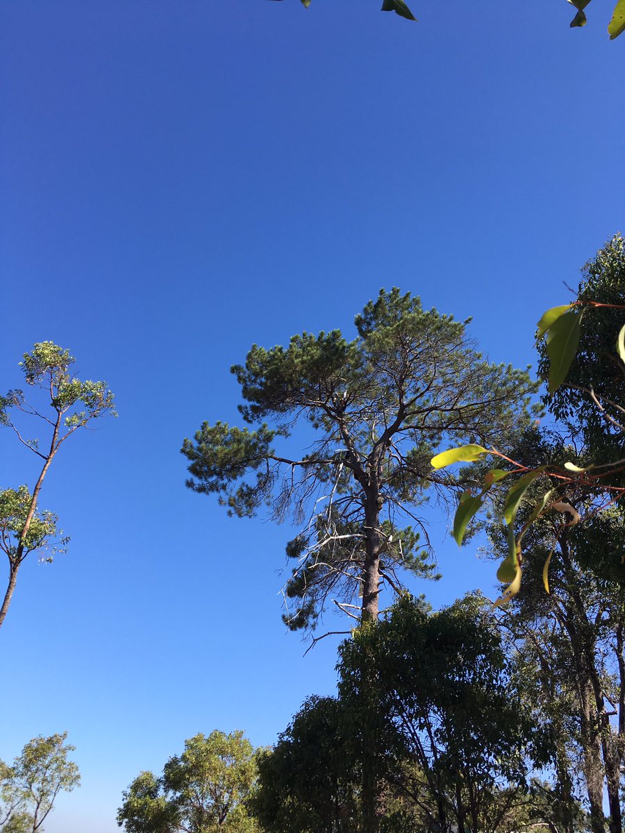RethinkTheLink's tweet photo. Last of the tree sitters strips and climbs higher https://t.co/rnqGnL9cze