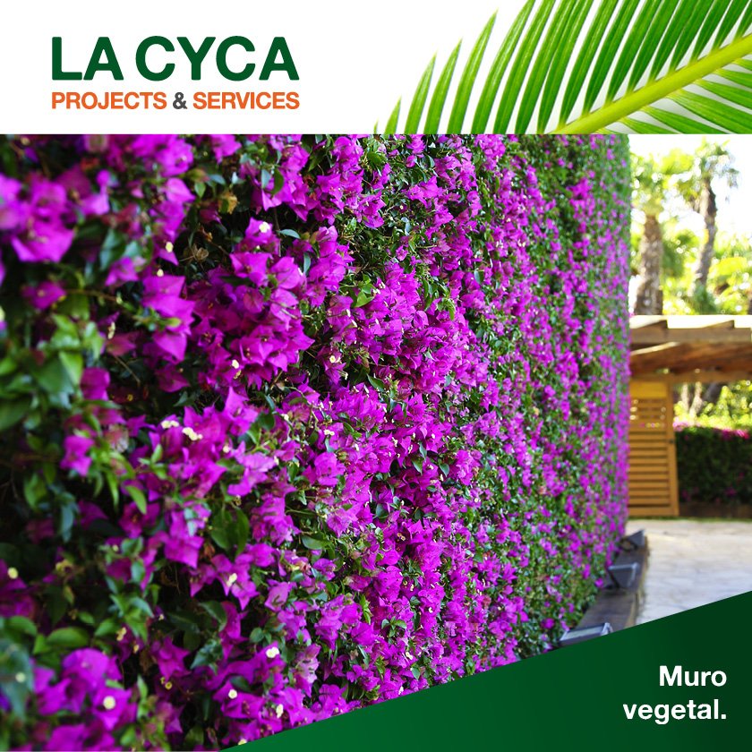 la_cyca_com's tweet photo. ¡Cuánto nos gustan los #murosvegetales! :) https://t.co/pQ4BaDbLAw
