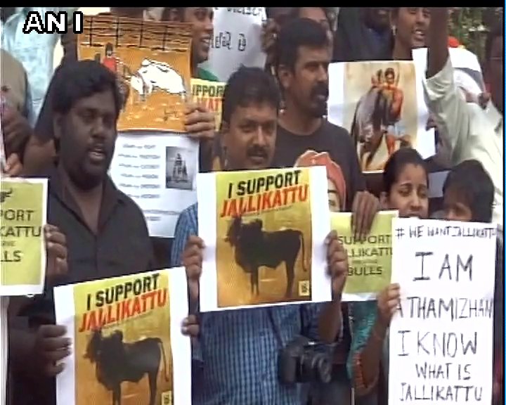 ANI's tweet photo. Gujarat: People protest in support of #Jallikattu in Vadodara https://t.co/VjxPPA0DJb