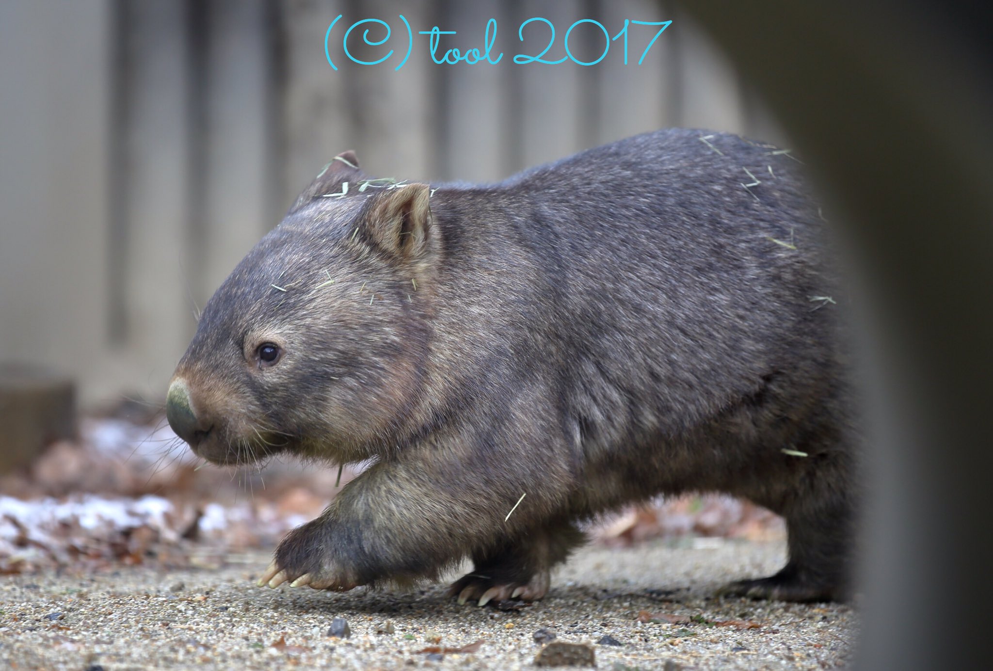 Tool 東山動物園 ２０１７ ０１ 大トリは ウォレス やっぱり土管越しがよく似合う 今年も良い寝顔が いっぱい見られるかな ウォンバット 東山動植物園 T Co Ktakmrixoc Twitter