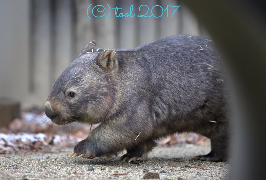 ウォンバットはペットとして飼える 特徴や生態について解説 Petpedia