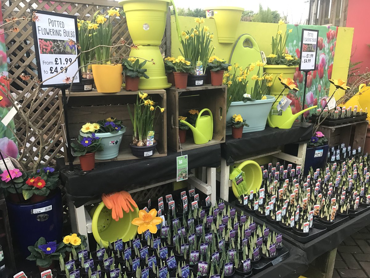 NeilGGardens's tweet photo. It’s so dull, damp &amp; dark-add some colour to pots &amp; borders with potted spring bulbs #lovetheplot #plants #snowdrops #crocus #daffodils https://t.co/YYWGXj6Xf9
