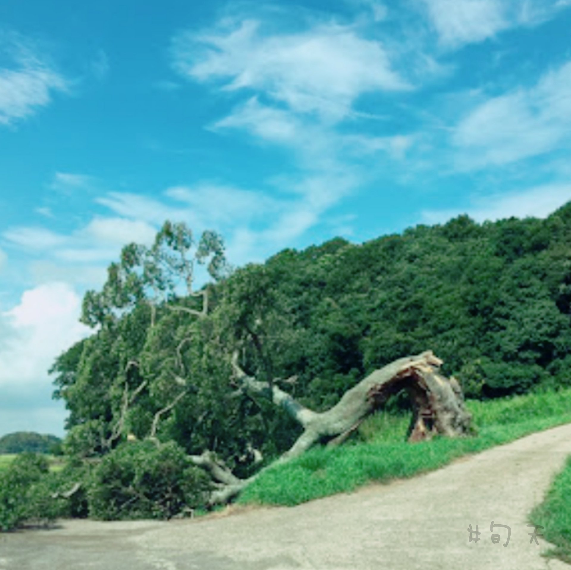 旬天 悲劇 千葉県印西市中根にある1本の木が折れていたことがわかった ドラマ 信長協奏曲 を見ていた方なら一目でわかるだろう ドラマの最初と劇場版の最後に登場したこの1本の木は 信長協奏曲の聖地 と言えるだろう 信長協奏曲をありがとう 共感