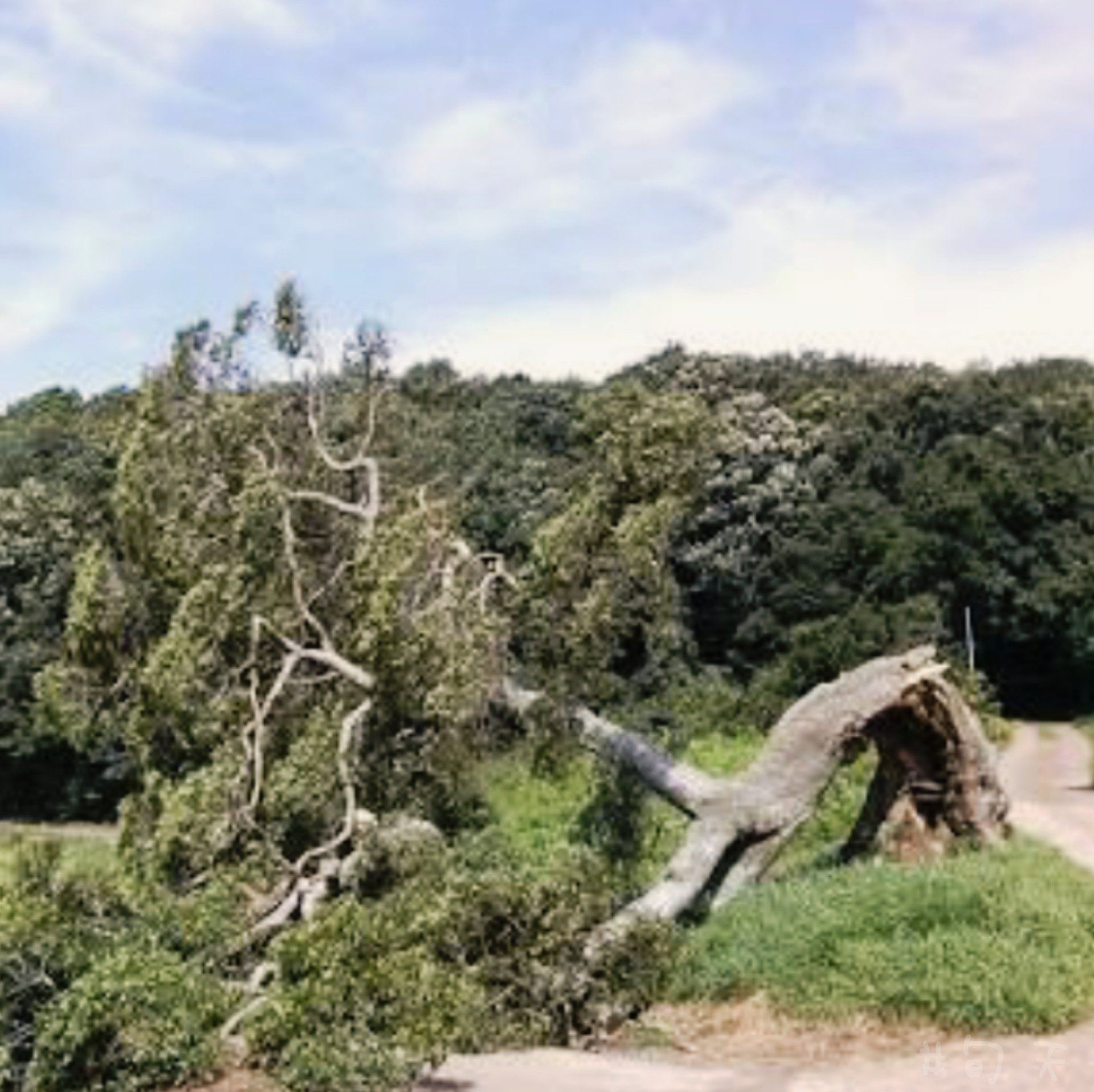 טוויטר 旬天 בטוויטר 悲劇 千葉県印西市中根にある1本の木が折れていたことがわかった ドラマ 信長協奏曲 を見ていた方なら一目でわかるだろう ドラマの最初と劇場版の最後に登場したこの1本の木は 信長協奏曲の聖地 と言えるだろう 信長協奏曲をありがとう