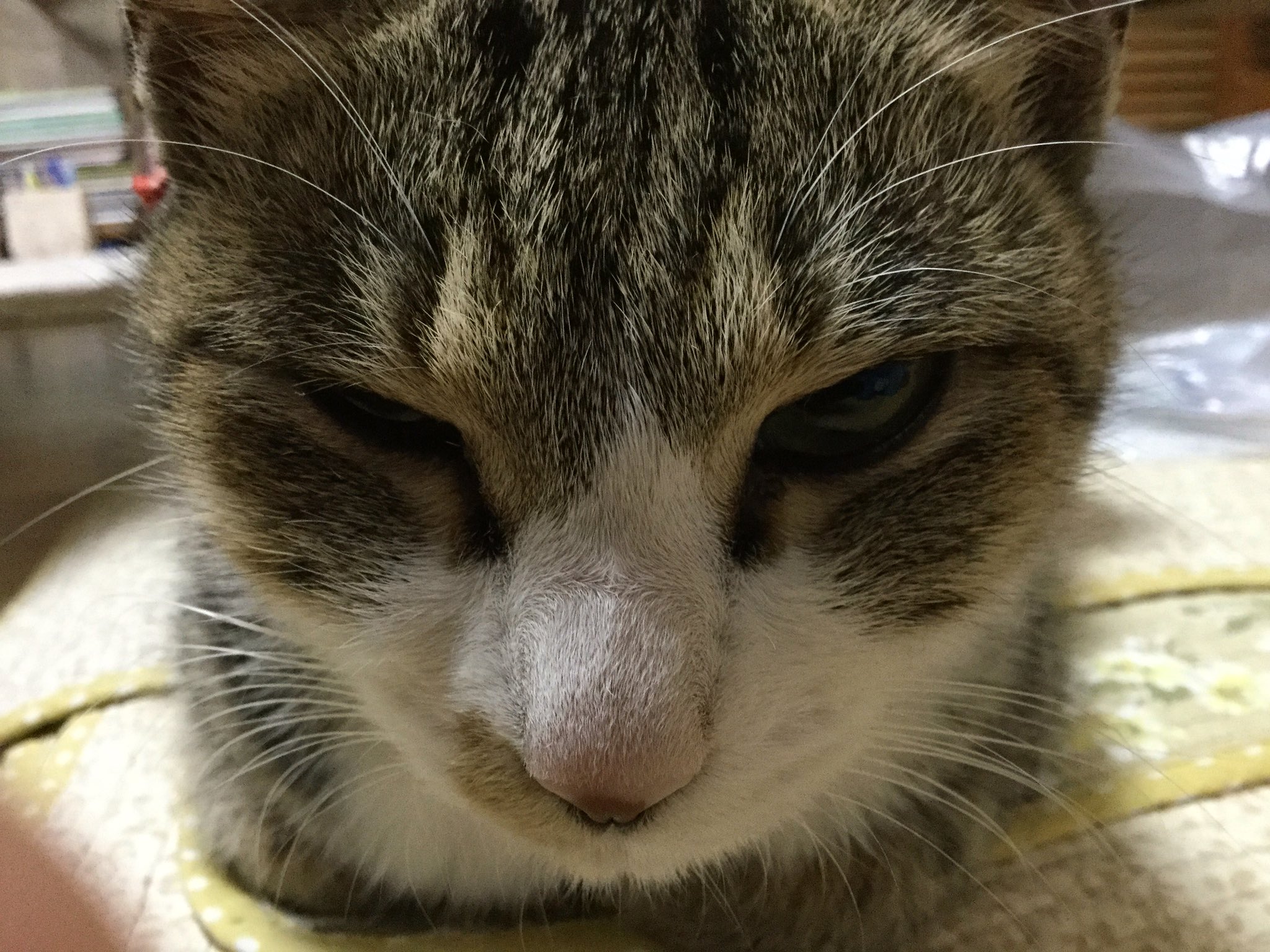 テサランパサラン Rinrinbebebe Twitter