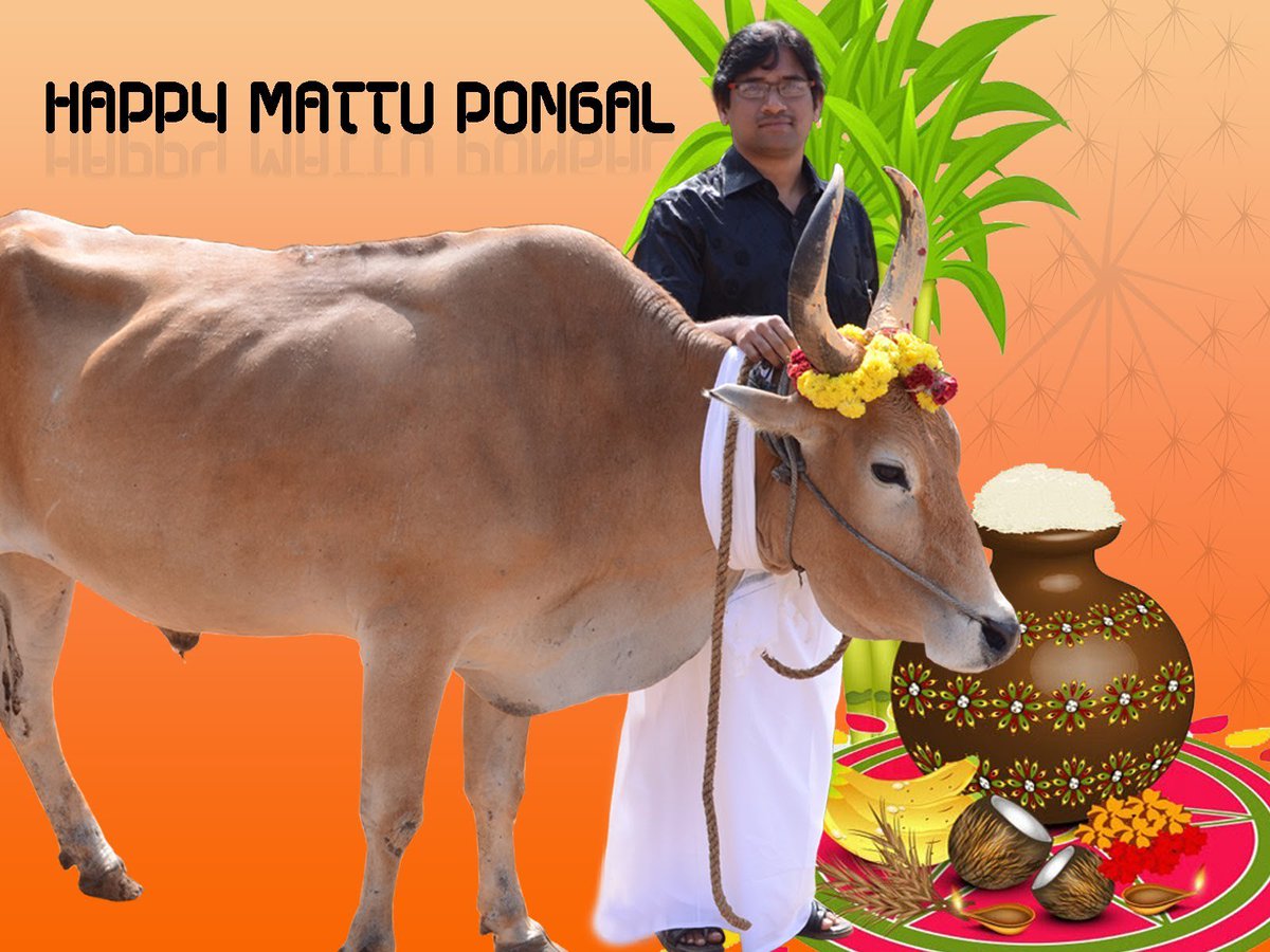 Girish Headhunter On Twitter Shehzad Ind Tehseenp I M Happy That You Want To Protect Tamil Culture Happy Belated Mattu Pongal May Gomatha Bless You Both Jallikattu Https T Co Zzvpwbmh6f Twitter