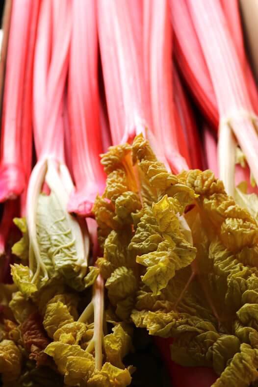 Don't miss today's newsletter! >> Rhubarb central #wellocks #yorkshirerhubarb #perfectingredient