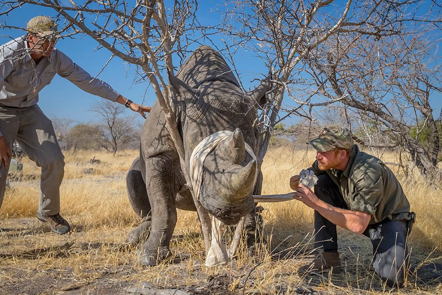 Olive36025's tweet photo. Prince Harry announced as patron of Rhino Conservation Botswana https://t.co/tPrQnhZepg https://t.co/OmZIfr5vvc