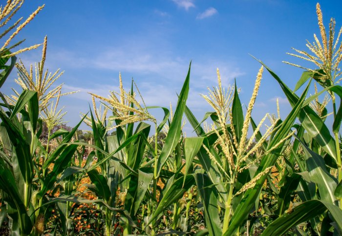 Researchers from <a href="/imperialcollege/">Imperial College London</a> announce global food security project <a href="/WINnERSinsured/">WINnERS</a> ow.ly/o9bV308bjTp #WorldEconomicForum #Davos