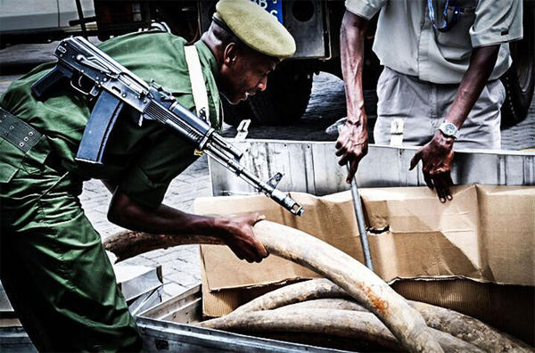 INTERPOL_HQ's tweet image. #NEWS: INTERPOL launches new project targeting African-Asian #wildlife crime links interpol.int/en/News-and-me…