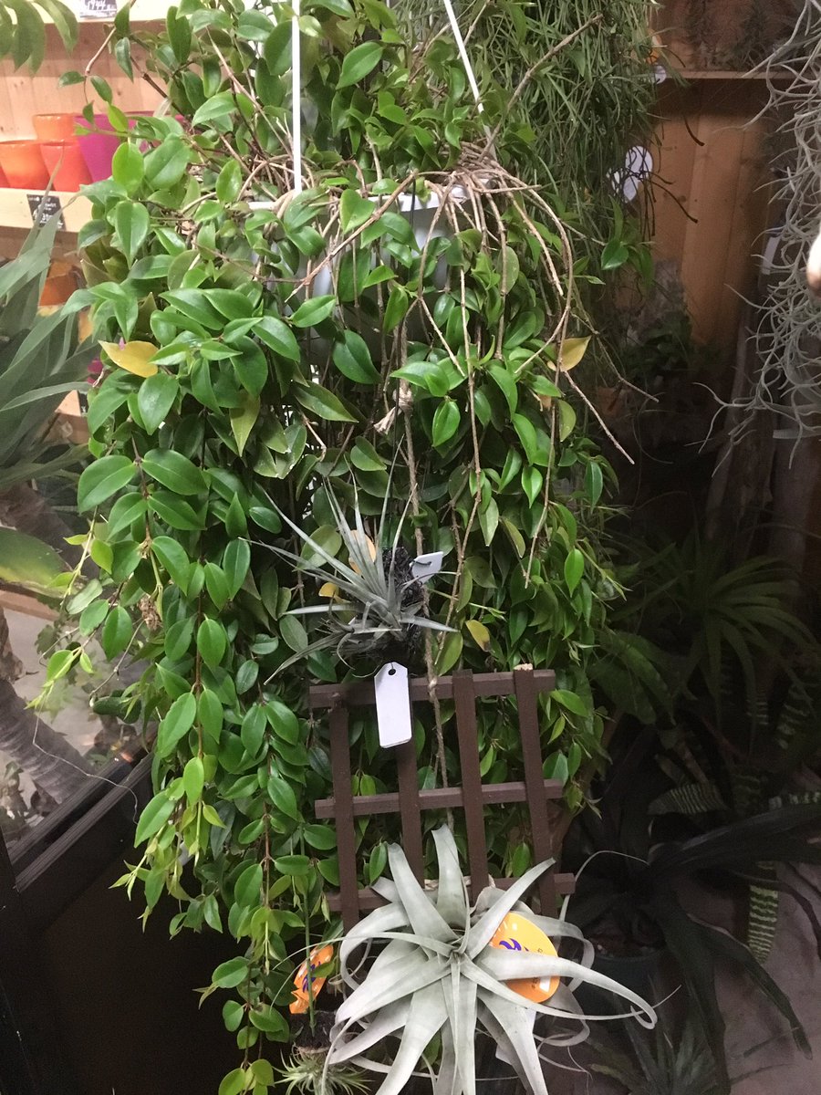 Green Jam En Twitter 最近のマイブーム イワタバコ科植物 こちらのコドナンテ クラシフォリア お店に一年以上おりますが 昨年夏には葉焼け 水切れで枯死寸前までイキましたが此処まで復活 愛着が出て来ております 白花で 花後は橙色の実が Greenjam Green Jam En Twitter 最近のマイブーム イワタバコ科植物 こちらのコドナンテ クラシフォリア お店に一年以上おりますが 昨年夏には葉焼け 水切れで枯死寸前までイキましたが此処まで復活 愛着が出て来ております 白花で 花後は橙色の実が Greenjam