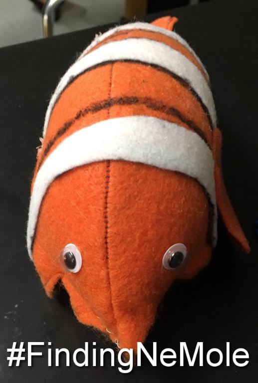 CoachMorrisCV's tweet photo. Voting is now open for the #MoleDay2017 #FinalNine ! RT or Mention with your mole's hashtag with #cvisdlearns . Voting will close Tuesday! https://t.co/BXU1u7cJi5