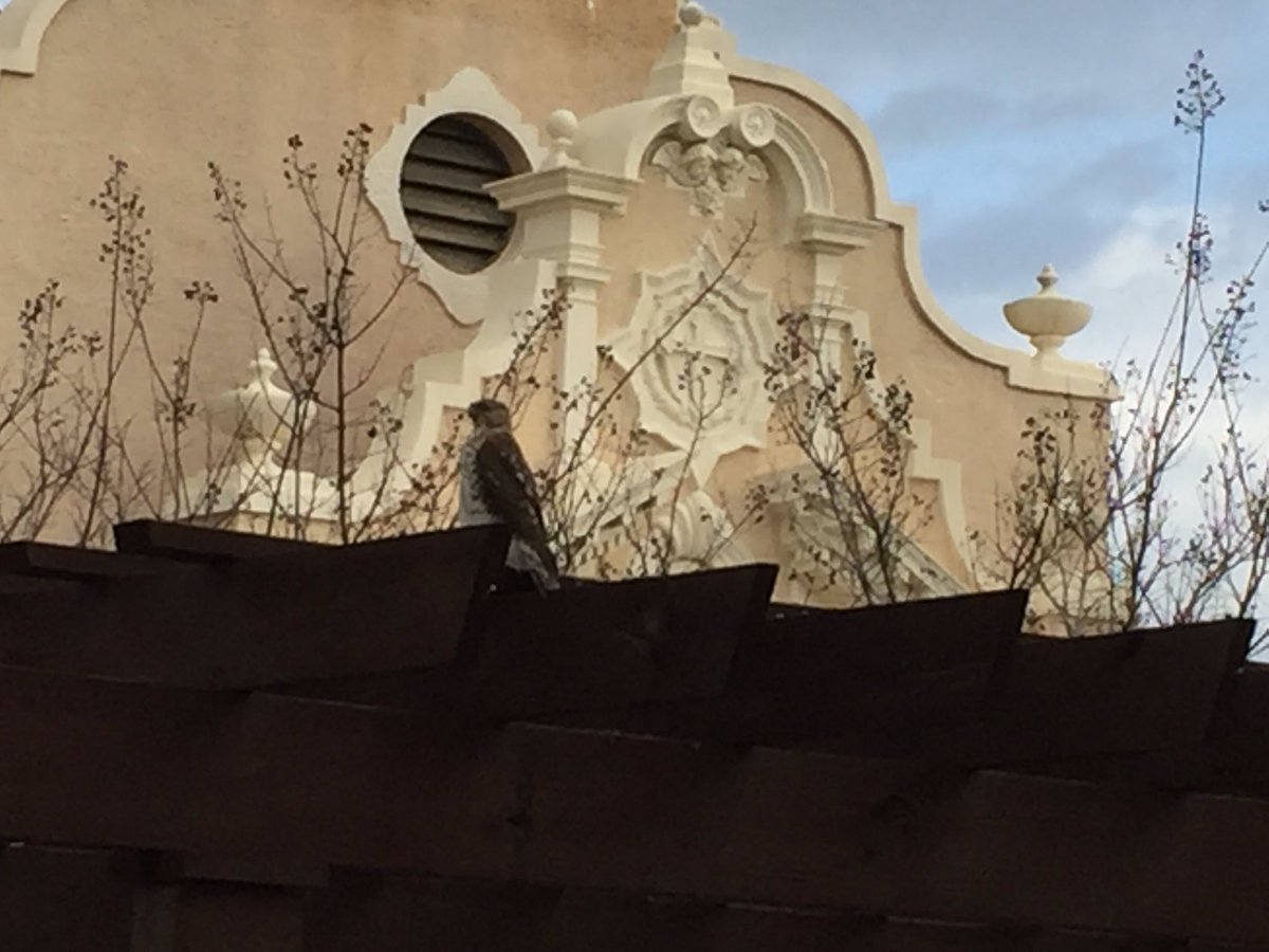 RectorCCP's tweet image. Nature lesson in courtyard of @EDSPensacola, a hawk eating his lunch. @CCParishPCola