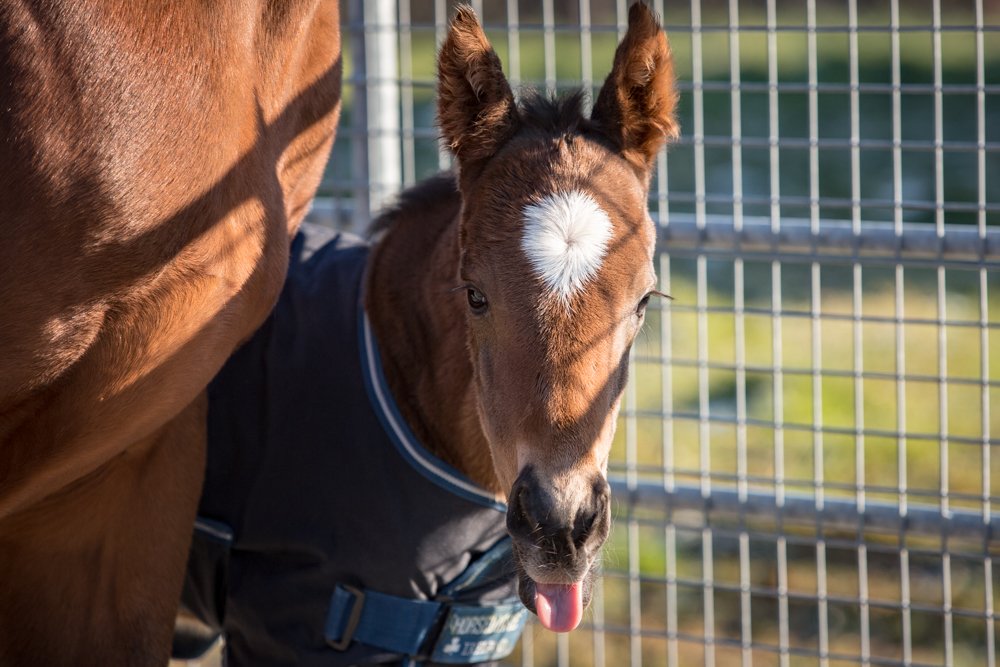 AlShaqabRacing's tweet image. Welcome to the 1st NH foal by #TheWowSignal! A strong filly o/o Sister Golightly, dam of 2 BT horses, born last night at #HarasDeBouquetot