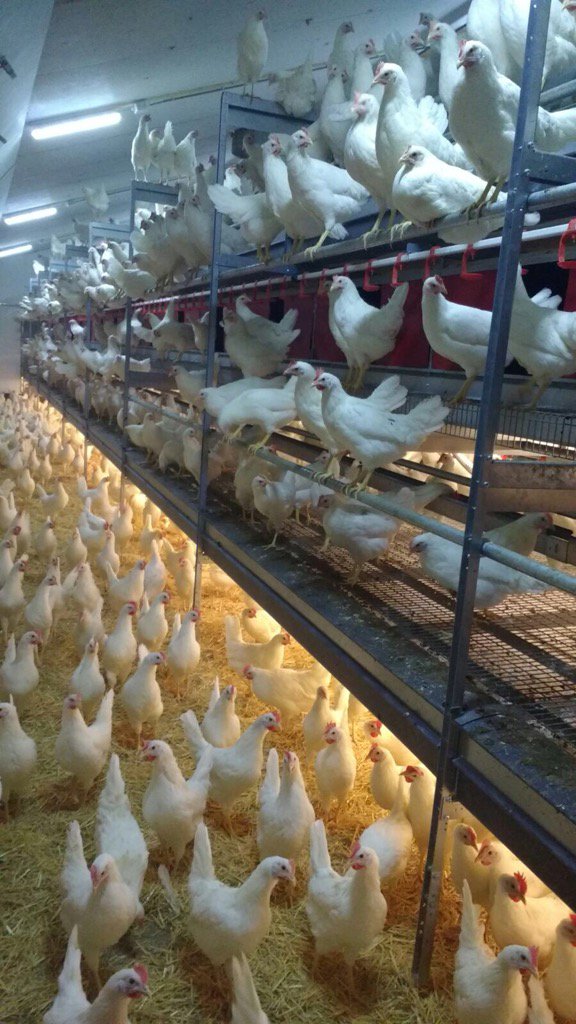 De eerste #H&amp;N Nick Chick bio gaat super. Weinig eieren <53gr = €€. Veel besproken bij #Agromix op de biobeurs.