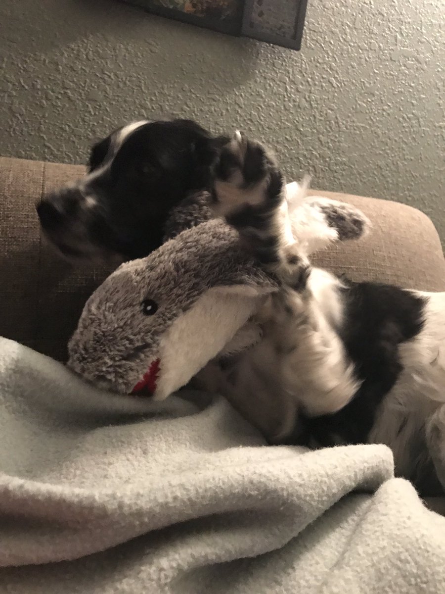 SidneySpaniel's tweet photo. "No more pictures, daaaarlings!" 🐶🦈 #YourDailySid #SiddyintheCity #dogslife https://t.co/NHjye8BBx1