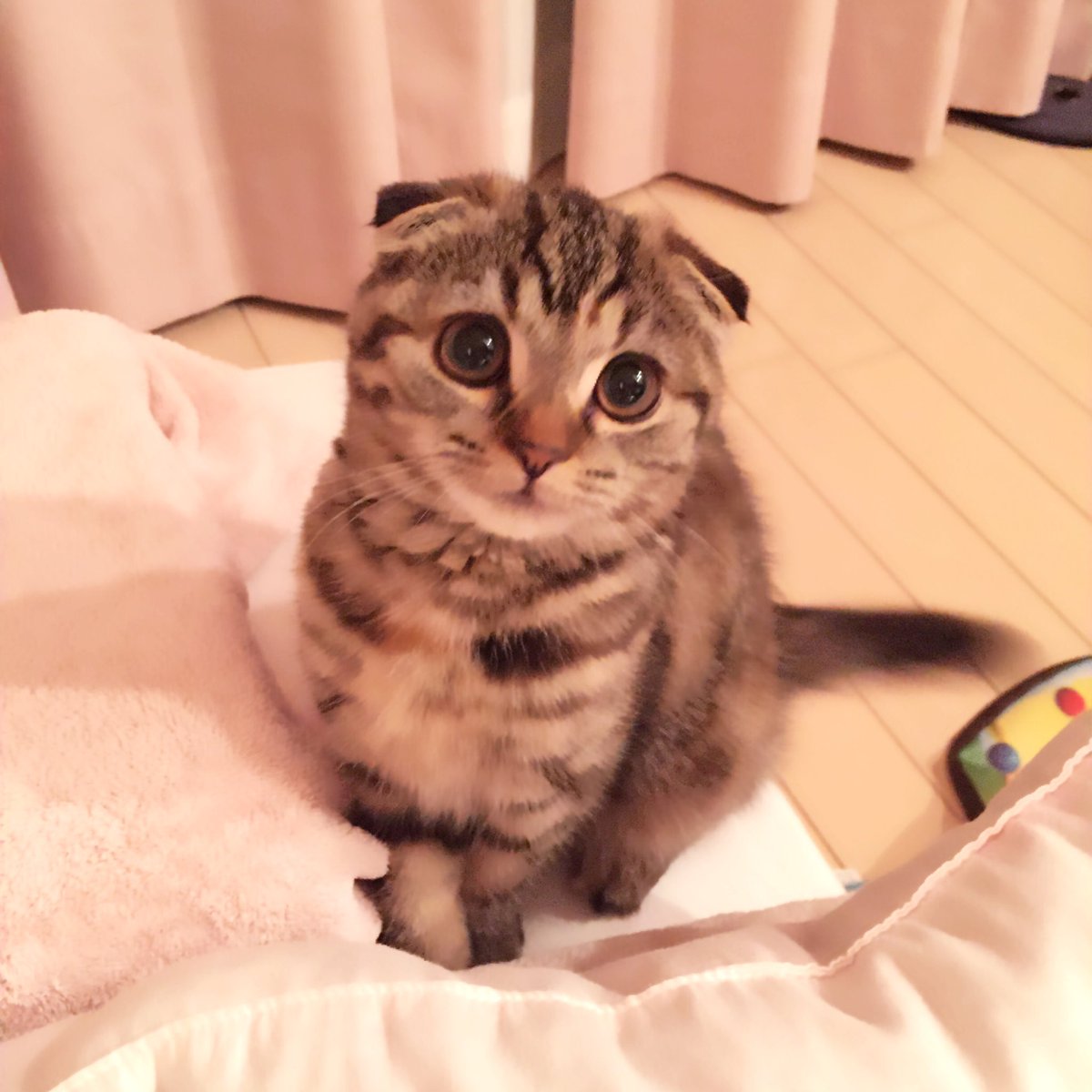 ゆづきはるな 千と千尋を見つつ 生チョコづくり ๑ W ๑ ɞ にゃんこには玉ねぎ並みにチョコも危ないと知ったので 完成したらこれは私がおいしく全部いただきます ฅfwfฅ 飼ってる猫にはいつもカナガンとちゅ るしかあげないです