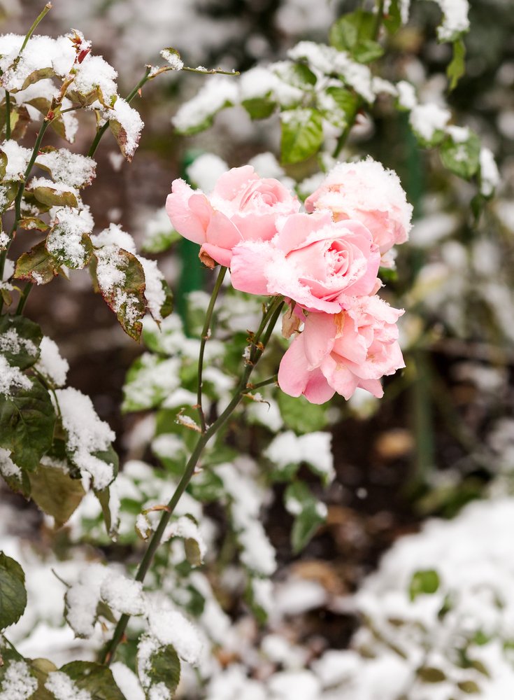 WitherspoonRose's tweet photo. Weekend Rose Sale! https://t.co/SGg0e89SbO https://t.co/i1yYnMuZcF