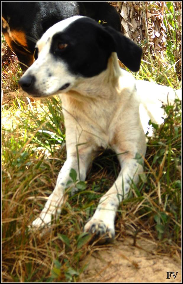 Manchita no conoce lo lindo que es tener una familia. Se lleva genial con otros perros. Adóptala: ow.ly/fGiU307AOgw
