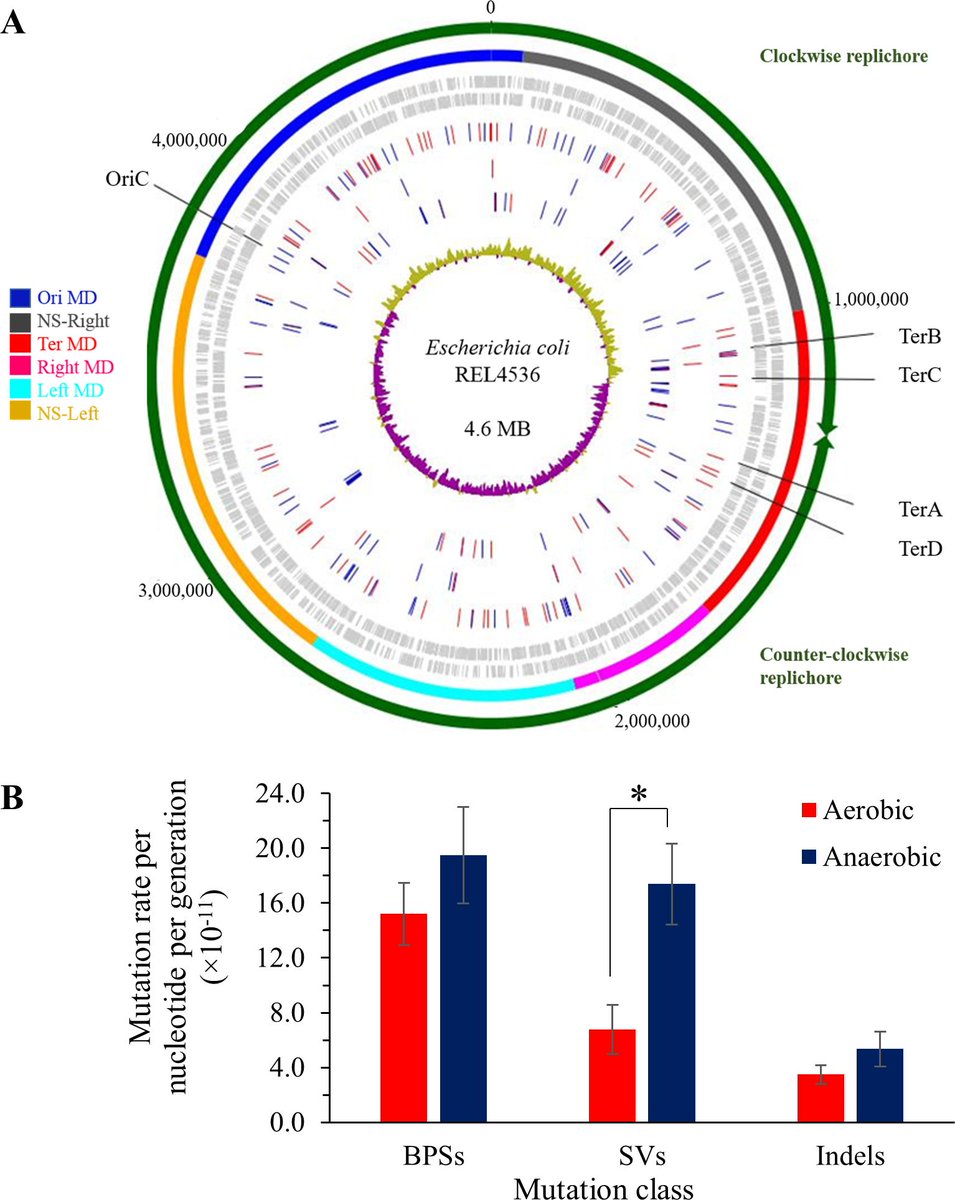 PLOS on Twitter "Shewaramani et al. measure mutation rates of anaerobically grown E