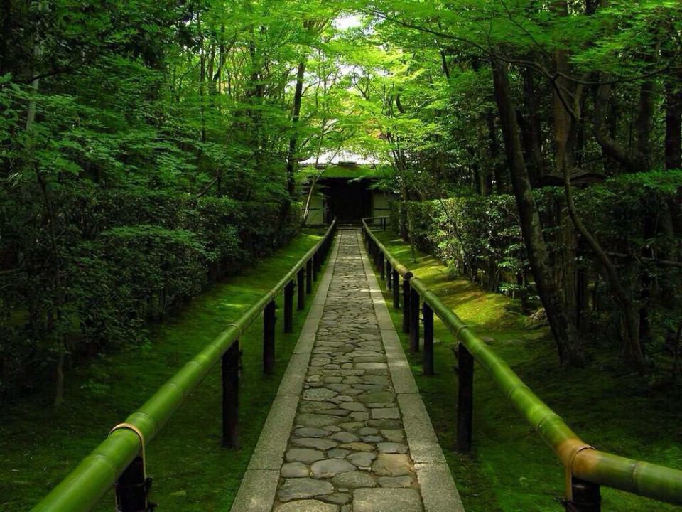 japan15530575's tweet photo. bamboo forest, Arashiyama in Kyoto https://t.co/o1GmdXMIpL