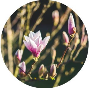 Al onze leden eens op een rijtje zien? Bekijk ze hier per sector: skybird.nu/NMOBF8