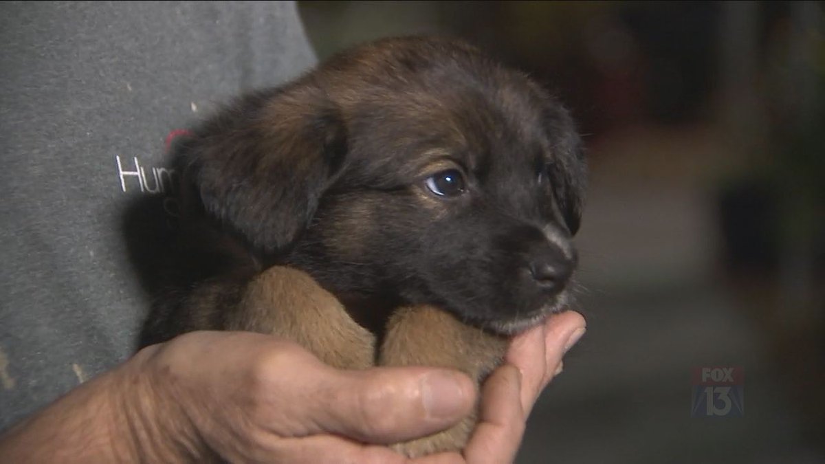 FOX13News's tweet photo. Meet the puppy @seguifox13 found this morning abandoned in a box outside the humane society! Watch live: https://t.co/RnlZtFEV7r https://t.co/U67l7VX83P