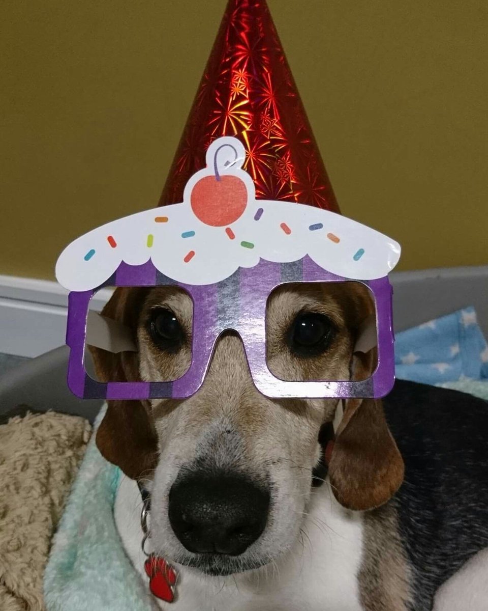 barkinglotltd's tweet photo. Happy Birthday Charlie #dogdaycare #teesside #stockton #dogsoftwitter #happybirthday https://t.co/9MONOwhwQg