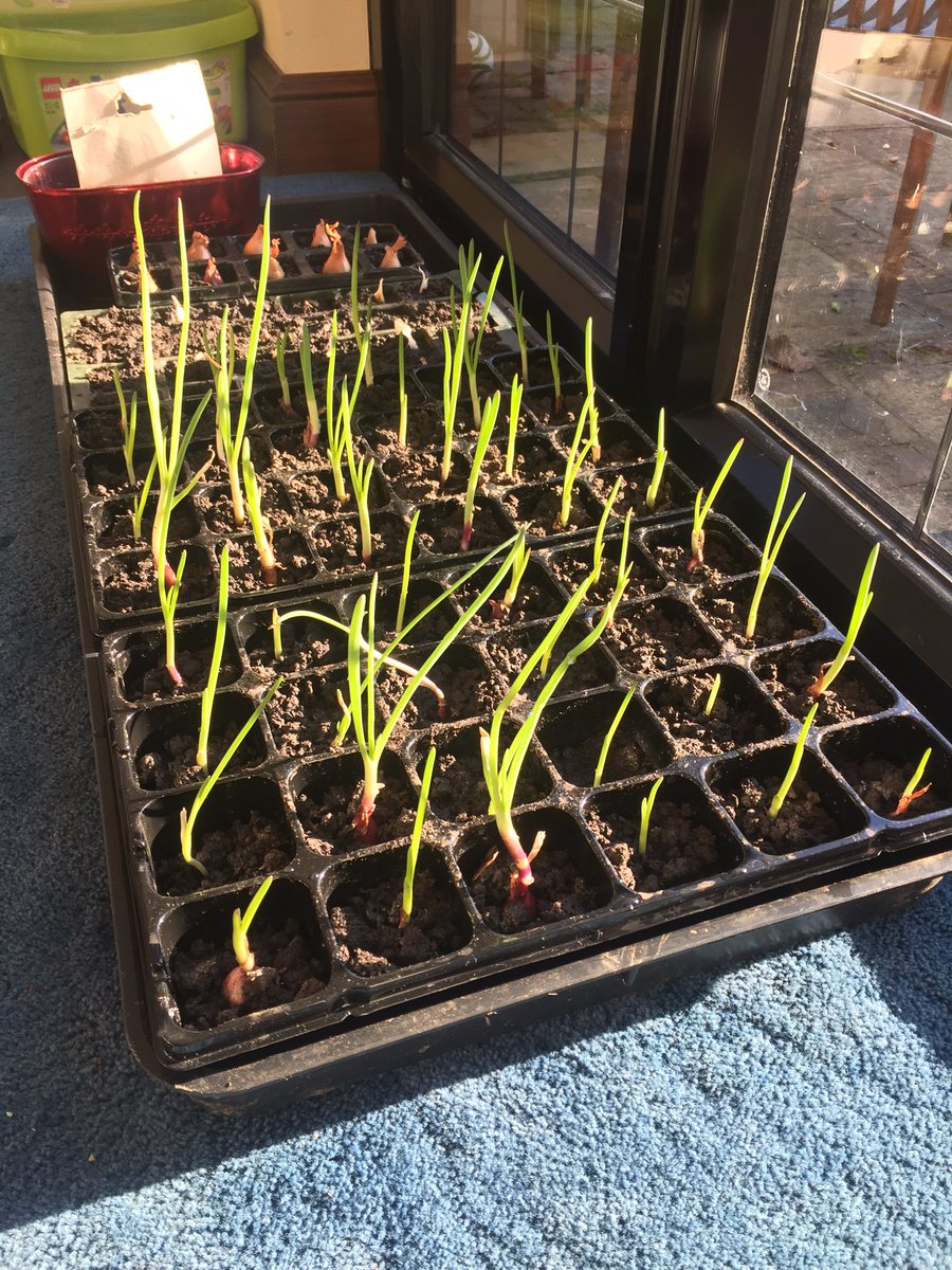 Grow Lotty Grow tweet media