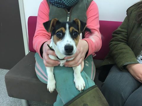 Vets Klinic tweet media