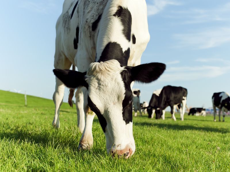 Shocking Stats Show Number of #Dairy Farmers in Scotland Falls to Lowest since Records Began in 1903! 

#Farming #Ag
bit.ly/2iS31jc