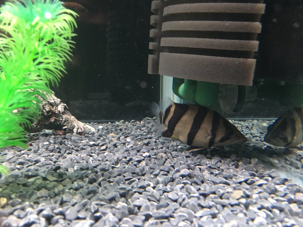 マグネット アクア Bz Fy Twitter