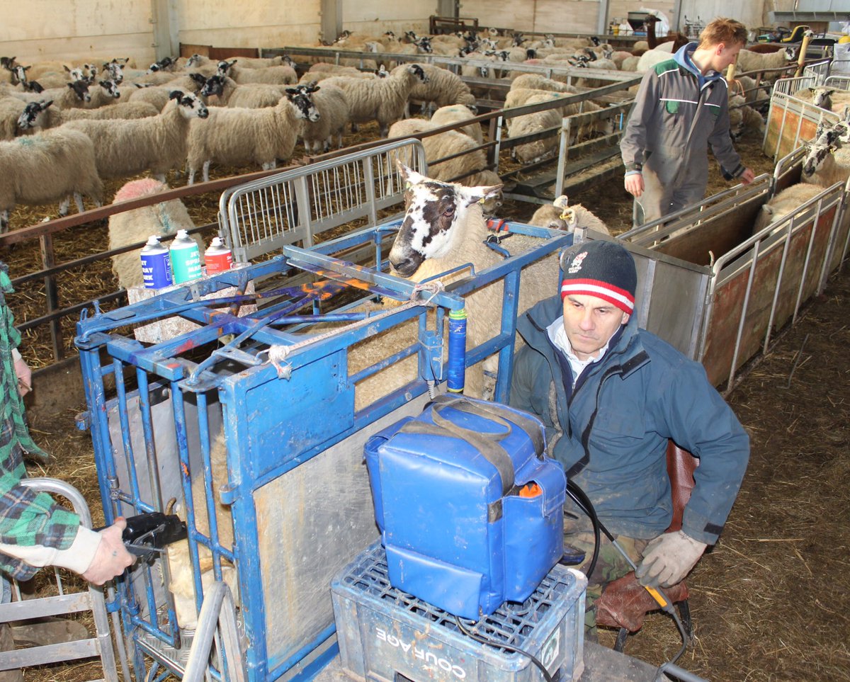 Shearwell's tweet photo. Scanned at 183% this year.... down a little from last year!! ππ€
#scanning #lambing #EidReader #sheep365 https://t.co/TQXHC9D1ND