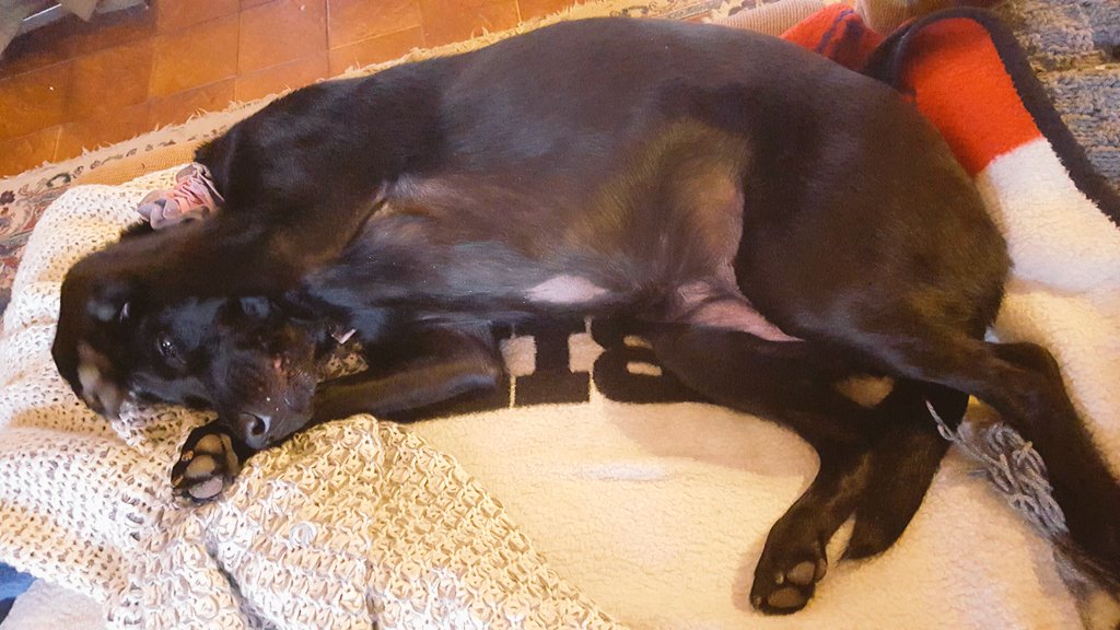 PeachiePiePup's tweet photo. Inauguration mood 2017. #InaugurationDay https://t.co/azVmlUv7HG