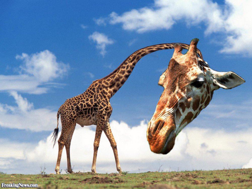 mumbletoes's tweet photo. She refused a nickname but demanded a neck-name. I named her neck Nick, just to annoy her.
#fridare #fictfri #1pun https://t.co/jdxssJtzy9
