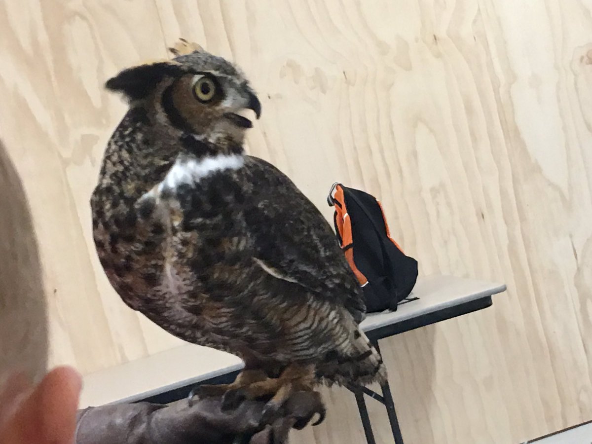 KristiZoerhof's tweet photo. Hello, Great Horned Owl! @odcgreenway https://t.co/7ZfoWtR0wZ